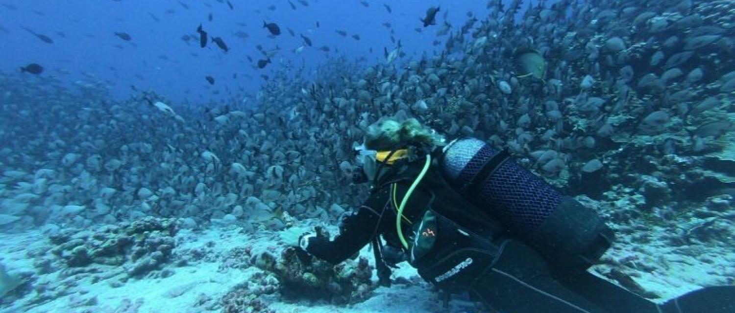 plongée sous-marine